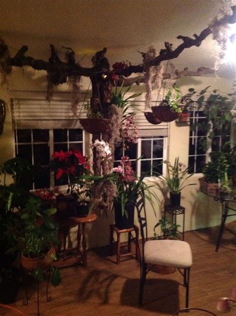 Our Grapevine Suspended From Ceiling Grape Vines Sunroom Plants