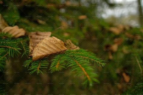 Autumn Leaves Stock Photos Motion Array