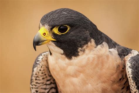 Peregrine Falcon Photograph By David Brown Eyes Fine Art America