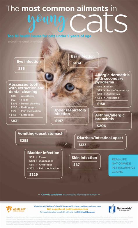 10 Common Cat Health Issues Prevention And Treatment Catsandpets