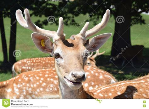 Happy Deer Stock Image Image Of Safari Wildlife Food 75029777
