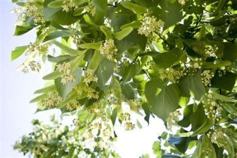 Details of the flowering of a linden tree in spring Stock Photo - 4469343 | Linden tree, Tree ...