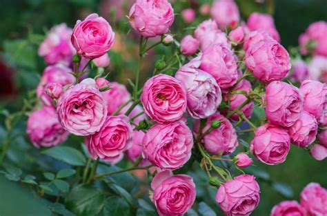 Growing Miniature Roses All You Need To Know