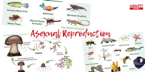 Asexual Reproduction Definition Examples Types Advantages