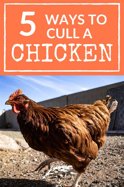 How To Cull A Chicken The Easy Way Chickens Backyard Chicken