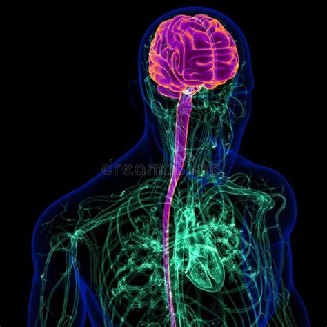 3d Illustration Human Brain With Circulatory System Anatomy Stock