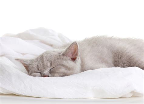Benadryl is the brand name for the active ingredient diphenhydramine hcl. Cat Sedative Over the Counter