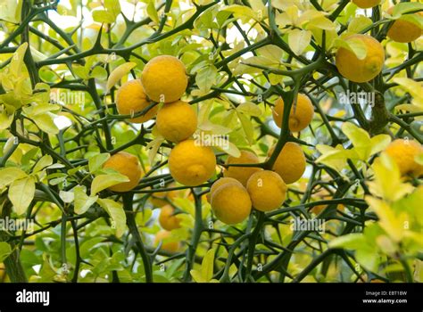 trifoliate orange (Poncirus trifoliata), branches with fruits Stock ...