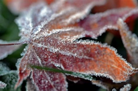 Fall whispers farewell | Gardens For Goldens