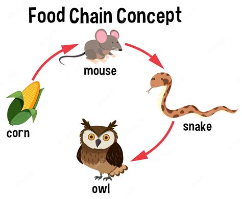Food Chain Clip Art Library