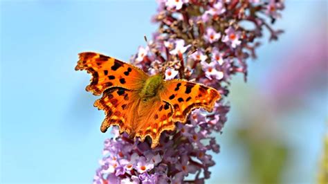 Butterfly Numbers ‘worryingly Low Despite Good Weather Science
