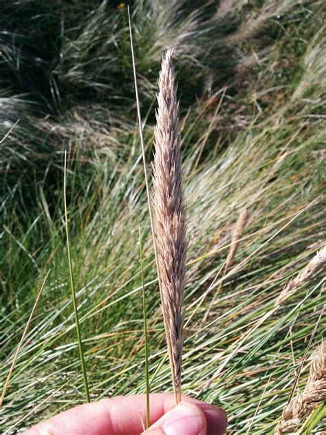 Wild Life Marram Grass