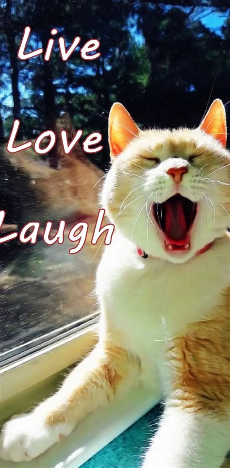 Live Love Laugh Cat Wallpaper By 1artfulangel Download On Zedge 43d7
