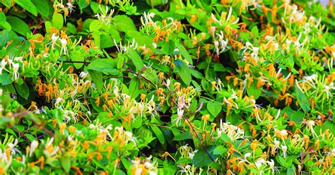 Learn more about probiotics and prebiotics try our symptom checker got any other symptoms? Honeysuckle: 6 Uses & Benefits of This Common Garden Plant