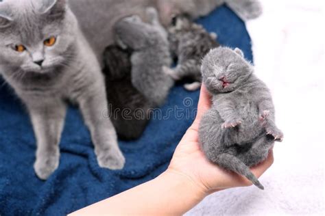 Cute One Day Old Kitten Stock Photo Image Of Animal 68406336
