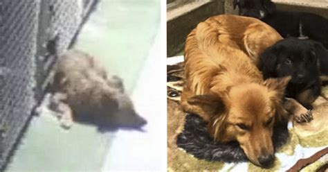 Se Escapó De Su Jaula En Un Hotel Canino Para Proteger A Estos