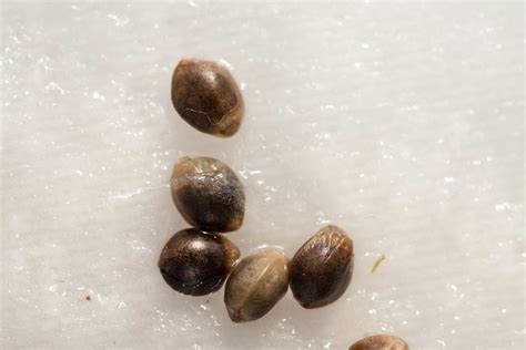 Can You Tell The Sex Of Cannabis Seeds Gender Indentification Tips