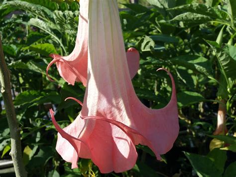 Brugmansia Angels Trumpet Plant Fragrant Types Pink Peach White Yellow Ebay