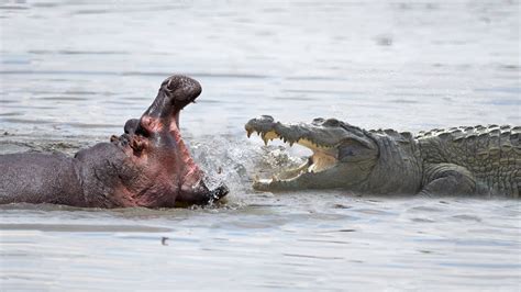 Hippo Vs Crocodile At The River Who Is The Best Youtube