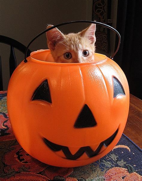 Grains that are safe for cats. 15 best images about Cats-Trick or Treat... on Pinterest
