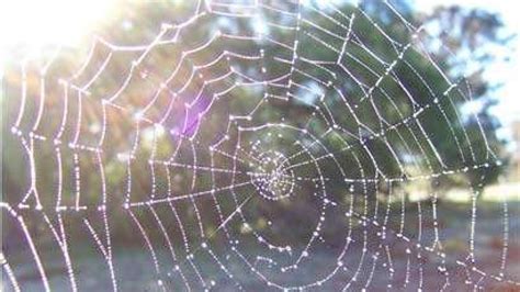 Worlds Biggest Strongest Spider Webs Discovered Latest News