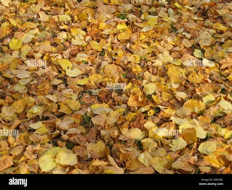 Autumn Leaves On The Ground Herbstblätter Auf Dem Boden Stock Photo