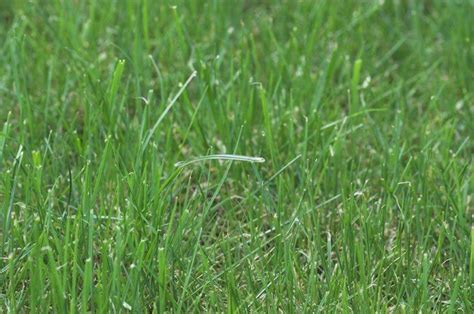 Cool Season Grasses Like Ryegrass Lolium Spp And Fescues Festuca