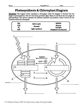 The cactus plant survives in the desert by are you wondering how it's possible for the cactus to store water in the hot desert weather that could the stomata's opening and closing work like clockwork. Photosynthesis & Chloroplast Diagram Labeling Worksheet ...