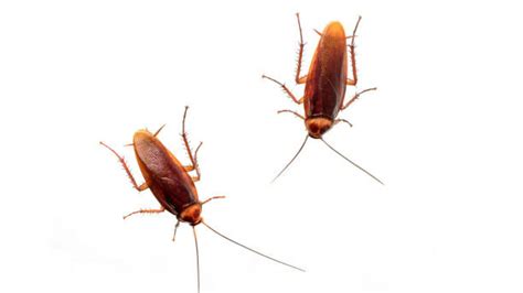 Company Will Pay You 2000 For Them To Release Cockroaches Into Your Home V103 Joe Soto
