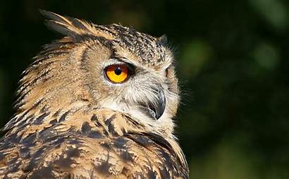 Owl Animal Wallpapers Horned Owls Background Backgrounds
