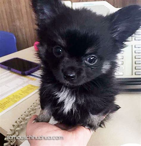 Meet Yoshimura An Adorable Nine Week Old Chihuahua Puppy From