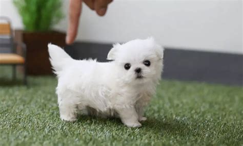 Teacup Maltese 12 Surprising Things To Know Before Adopt