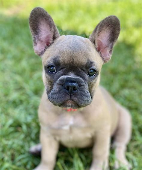 Happy French Bulldogs In Florida Find Your French Bulldog Puppy