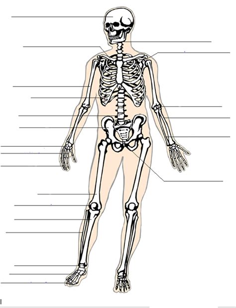 Skeleton Blank 1 Diagram Quizlet