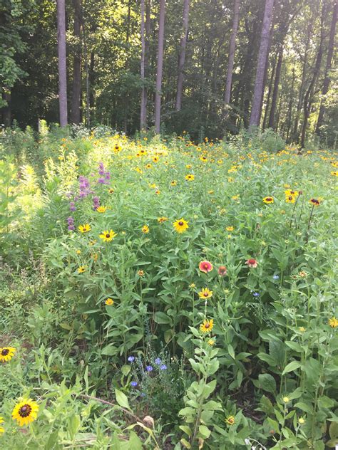 My Wildflower Meadow At Our Home The Burrow In Rural Nc Second Year