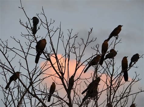 Birds In Trees 🐦 Bird Barrier