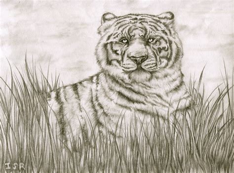 Ive Recently Completed A Graphite Drawing And Im Looking Tiger