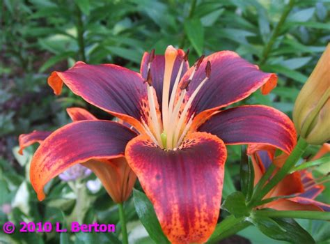 The Suburban Gardener Asiatic Lily Forever Susan