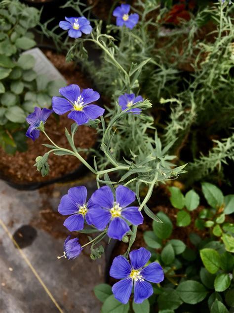 Linum Perenne Sapphire Perennial Flax Sapphire Blue Flowers In May