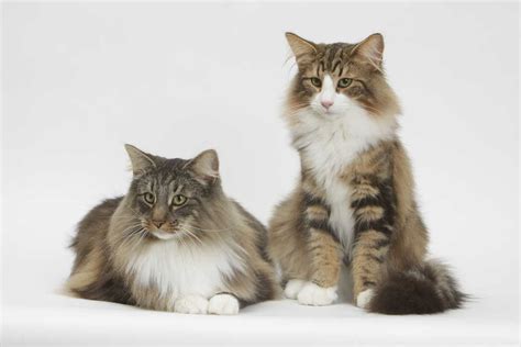 The Norwegian Forest Cat Cat Breeds Encyclopedia