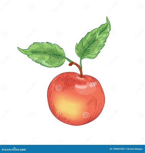 Red Ripe Apple With Leaves Hand Drawn Vector Illustration Whole Raw