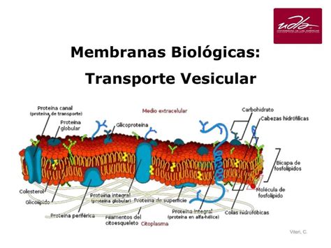 Membranas Biológicas Transporte Vesicular Cinthya Viteri Udocz