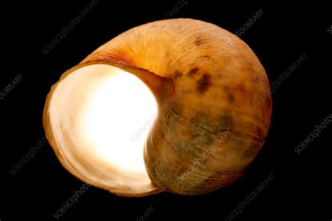 Snail Shell Stock Image Z Science Photo Library