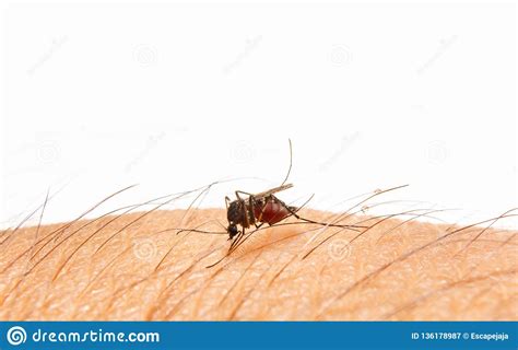 Aedes Aegypti Close Up A Mosquito Sucking Human Blood Stock Image