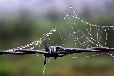 Dew Drops On Spider Web Smithsonian Photo Contest Smithsonian Magazine