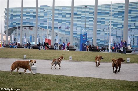 Dogs Saved From Slaughter By Olympic Athletes At Sochi Now Pampered