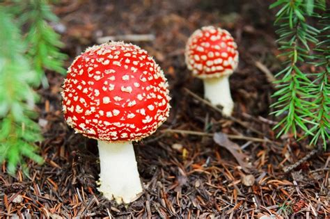 Qual é A Diferença Entre Cogumelos E Toadstools Dicas And Curiosidades
