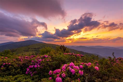 Roan Mountain Rhododendrons Fine Art Photo Print For Sale Photos By