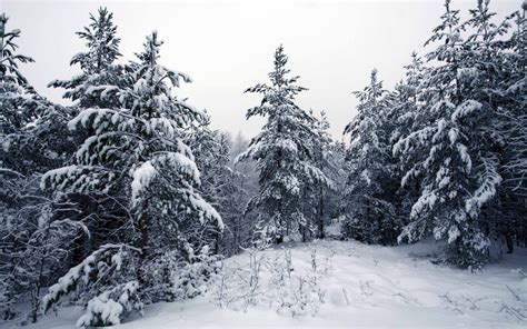Fir Trees Covered In Snow Mac Wallpaper Download Allmacwallpaper