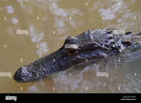 Alligator Swimming In The Bayou Of A Louisiana Swamp Stock Photo Alamy